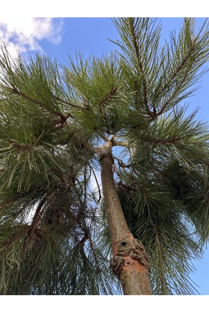Pinus sylvestris с оригинальным свисающим габитусом.